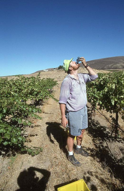 1996-10 Me at Tapteil Vineyard Harvesting.jpg